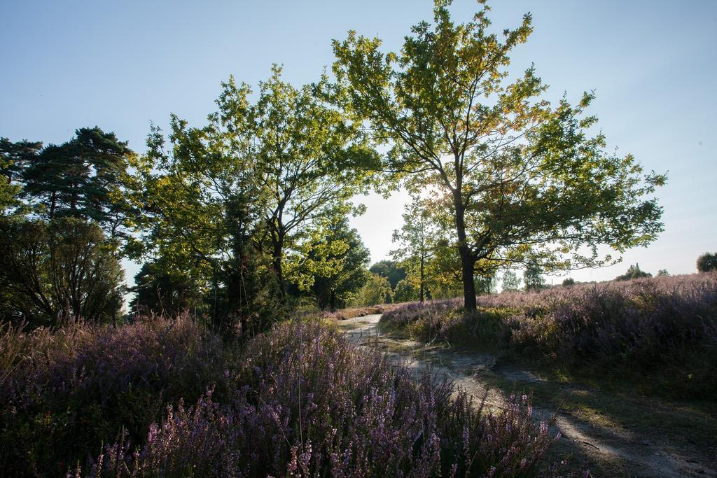 Heidetraum & Arndt Gæstehus Bispingen